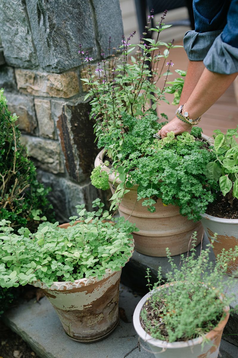Herbs in terracotta pots by the steps