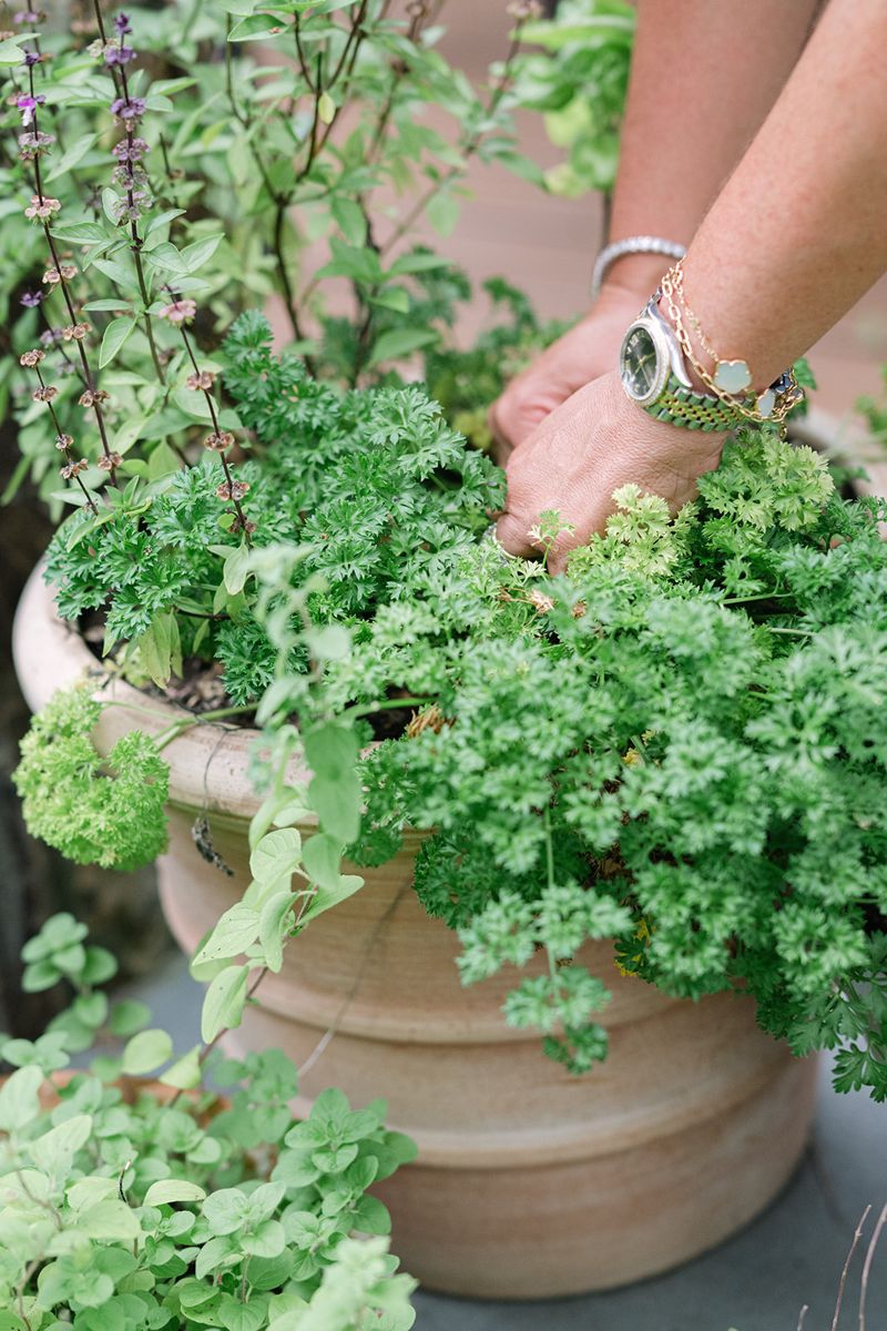 Hands gathering parsley from a pot