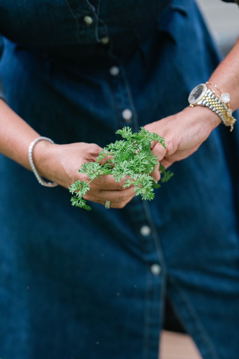A handful of just-cut parsley