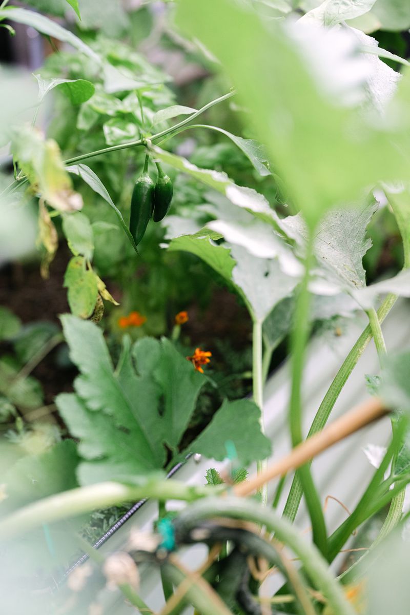 Squash blossoms and marigolds in the beds