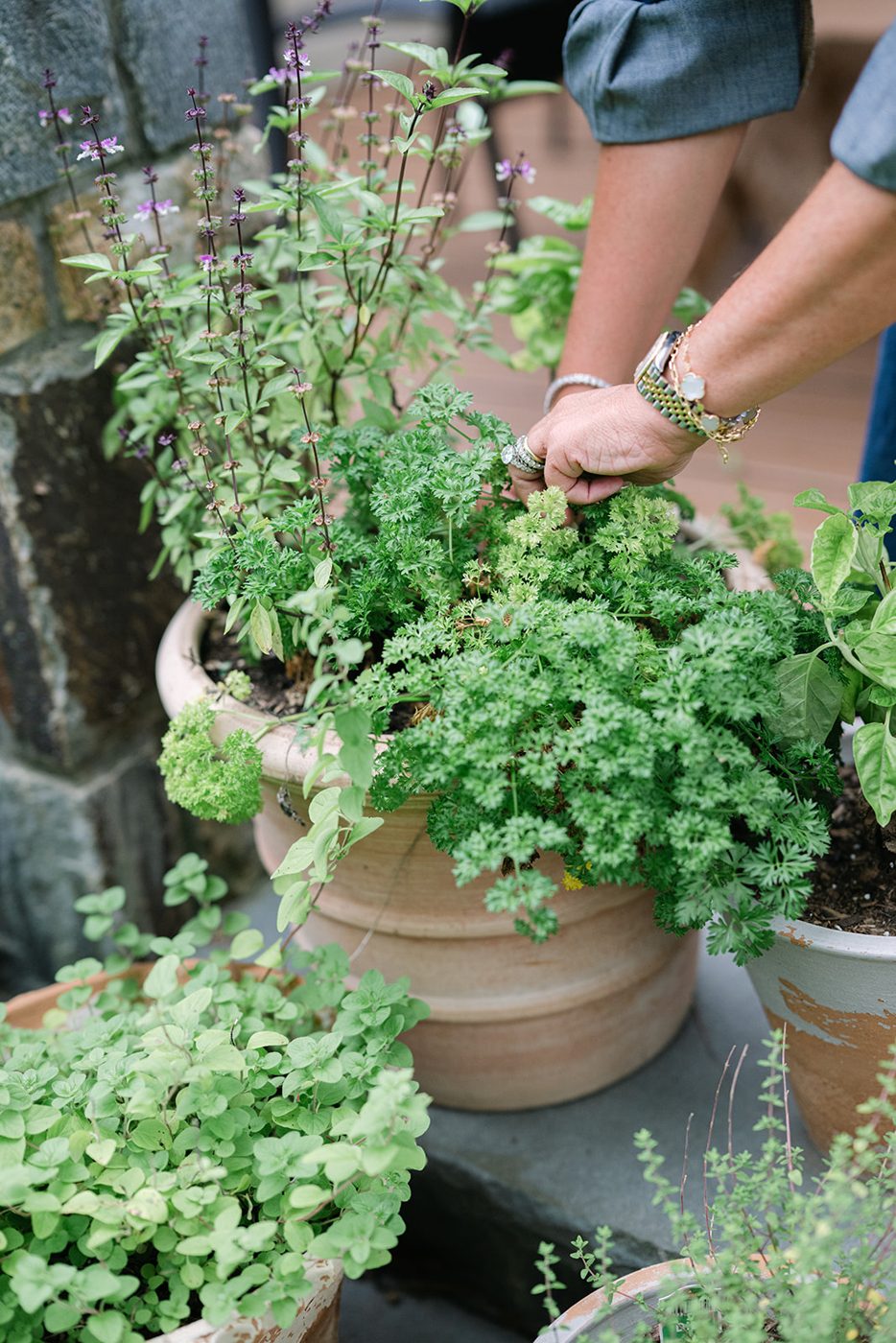 Herbs in terracotta pots